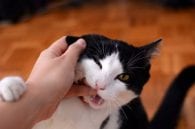 Cat bite hand finger hardwood floor