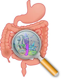 Intestinal track germs magnifying glass