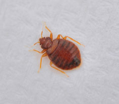 Bed Bug Bites vs Spider Bites: How to Differentiate the Two– Bed