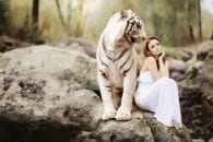 High risk pregnancy, tiger, woman